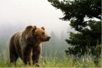 Как себя вести при встрече с медведем