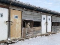 В Усинске расширят приют для собак