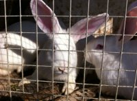 Житель Усинска откроет кроличью ферму на арктическом гектаре