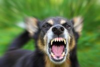 Прокуратура взыскала с администрации Усинска компенсацию в пользу покусанных собаками детей