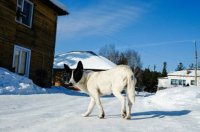 Минсельхоз Коми разбирается со случаем жестокого обращения с животными в Усинске