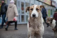 Информация об обнаружении в ангаре трупов собак заинтересовала усинскую прокуратуру