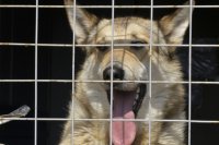 В Коми заработал чат-бот по отлову безнадзорных животных В Коми заработал чат-бот по отлову безнадзорных животных