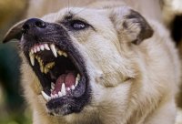 В Усинске собака напала на детей возле школы В Усинске собака напала на детей возле школы